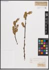 Foto von Salix caprea L.